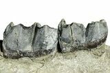 Fossil Titanothere (Megacerops) Jaw - South Dakota #300004-3